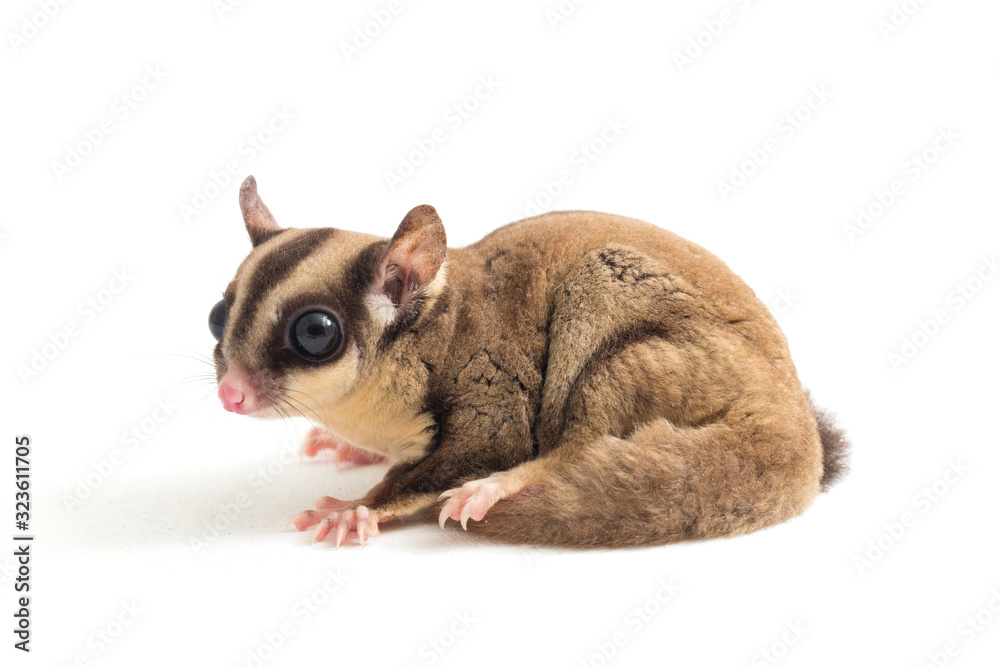 Sugar glider - Petaurus breviceps isolated on white background Stock Photo | Adobe Stock Sugar glider - Petaurus breviceps isolated on white background Stock Photo | Adobe Stock
