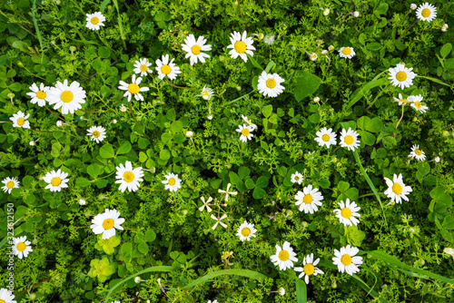 Top View Of Beautiful Scenery Of Daisy Flower Meadow In Spring Season. Green Grass Background Or Texture