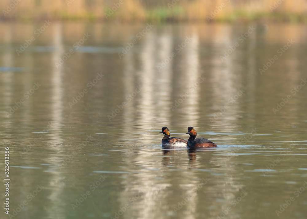 A nesting pair of black-necked grebe (Podiceps nigricollis) in a typical ecosystem. The black-necked grebe (Podiceps nigricollis). 