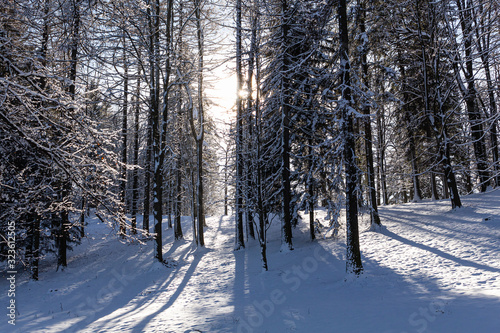 Majestic winter landscape. frosty pine tree under sunlight at sunset. christmas holiday concept, unusual wonderful landscape. fantastic wintry background. instagram effect.