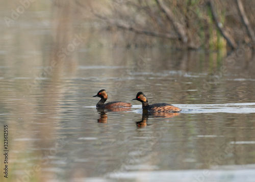 A nesting pair of black-necked grebe (Podiceps nigricollis) in a typical ecosystem. The black-necked grebe (Podiceps nigricollis). 