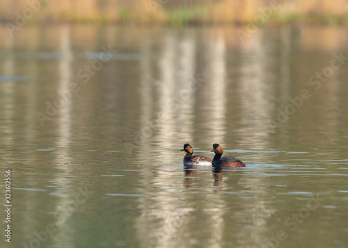 A nesting pair of black-necked grebe  Podiceps nigricollis  in a typical ecosystem. The black-necked grebe  Podiceps nigricollis . 