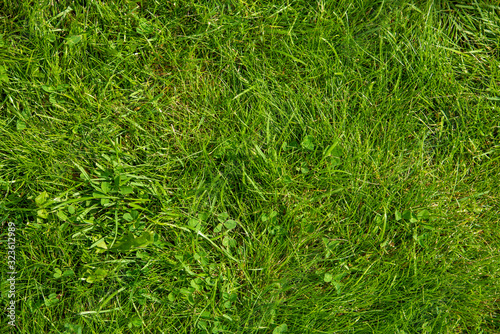 Green Grass Lawn Or Meadow As Texture Or Background. Top View