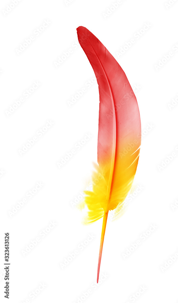 Beautiful color feather isolated on white background Beautiful color feather isolated on white background