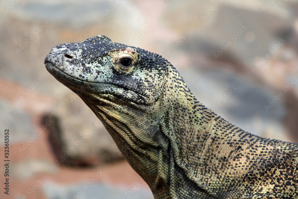 Fototapeta premium Komodowaran