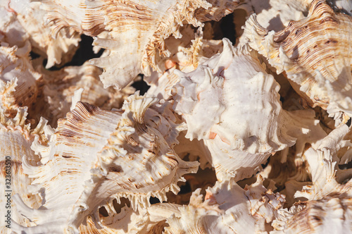 Top view close up of mollusk. Sea mollusks close-up. Background from exotic shells. Texture of shells top view. Concept group of sea shells. Seashells background.