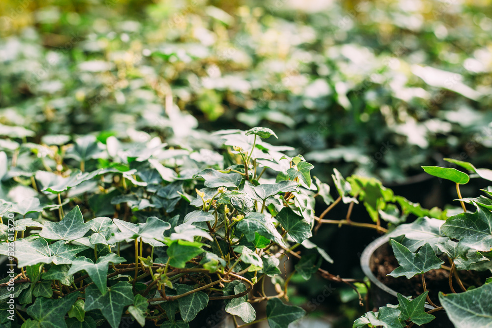 gardening, planting and flora concept - close up of plants in pots hedera ivy at greenhouse gardening, planting and flora concept - close up of plants in pots hedera ivy at greenhouse
