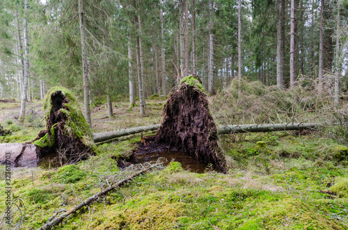 Uprooted trees in a coniferuous forest