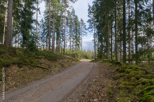 Bright forest with a winding gravel road