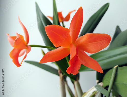 Colorful beautiful orange orchid with green leaves 