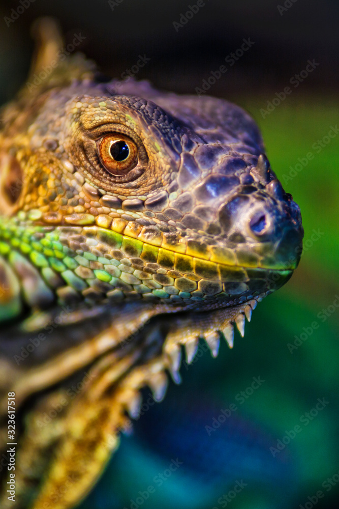 Fototapeta premium The green iguana, also known as the American iguana, mostly herbivorous species of lizard of the genus Iguana. This is the residual dinosaur reptile that needs to be preserved in the natural world