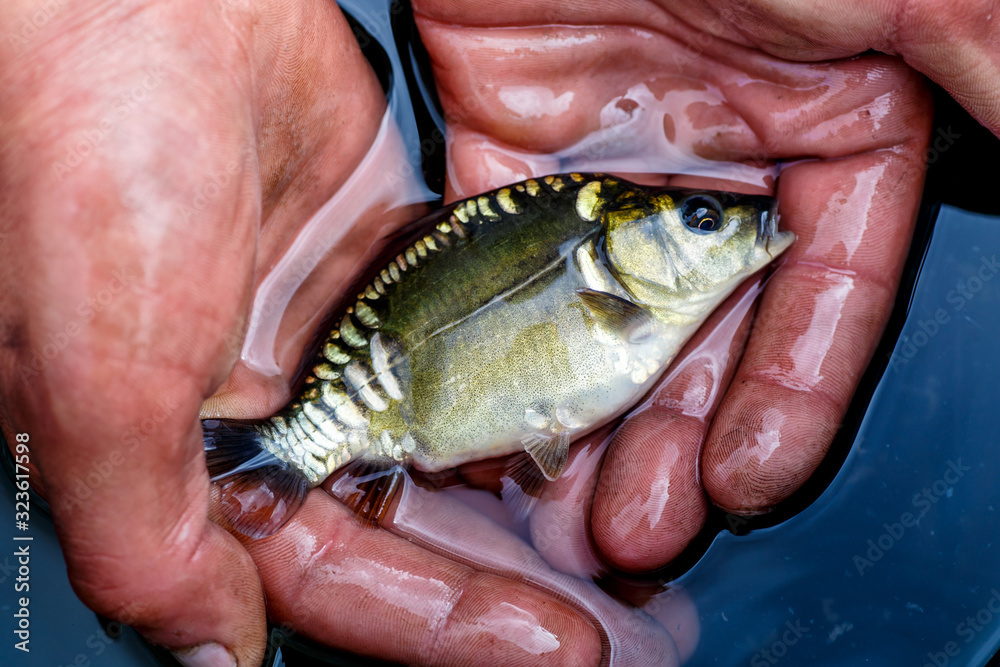 A man holding a small carp. Little fish in the hands of a fisherman. Summertime. Fishing.beautiful mirror carp portrait