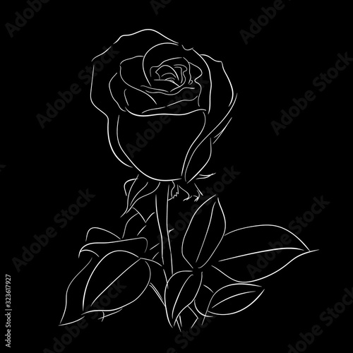 Rose flower. Hand drawn flo...