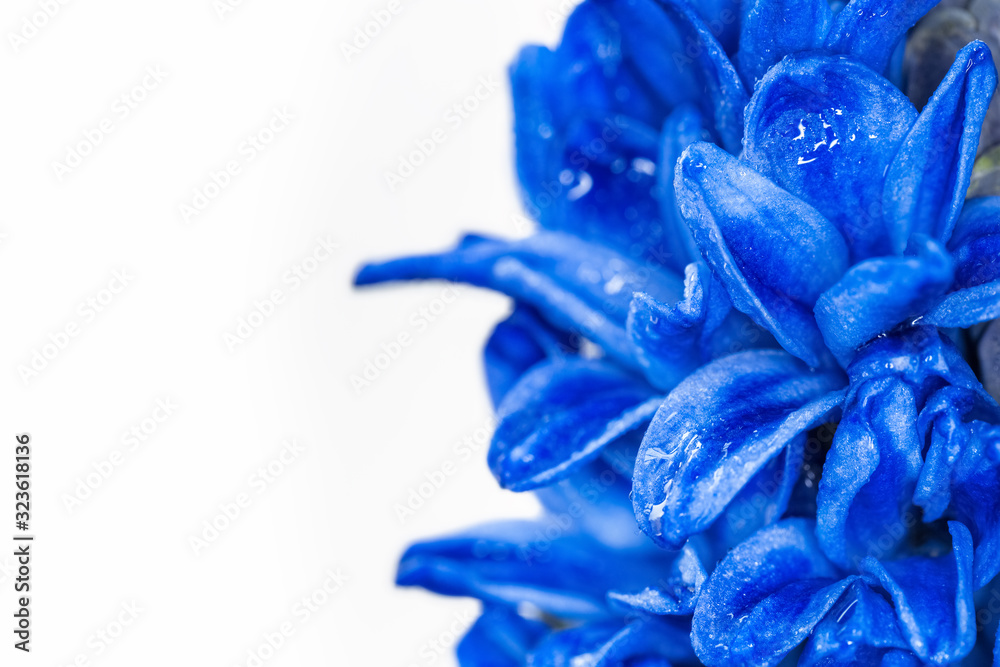 blue hyacinth flower on white