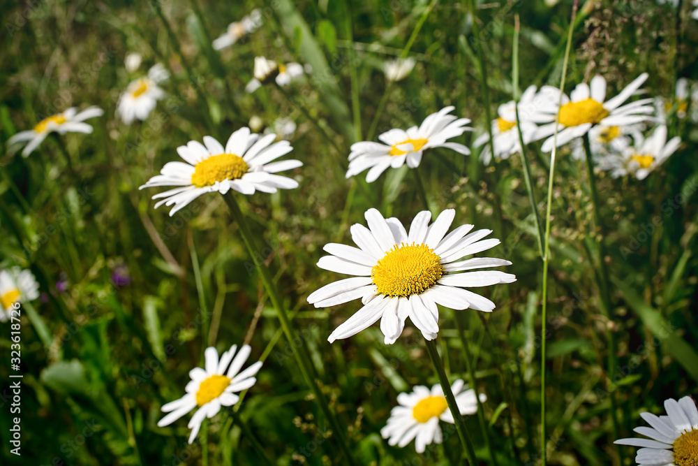 field of daisies