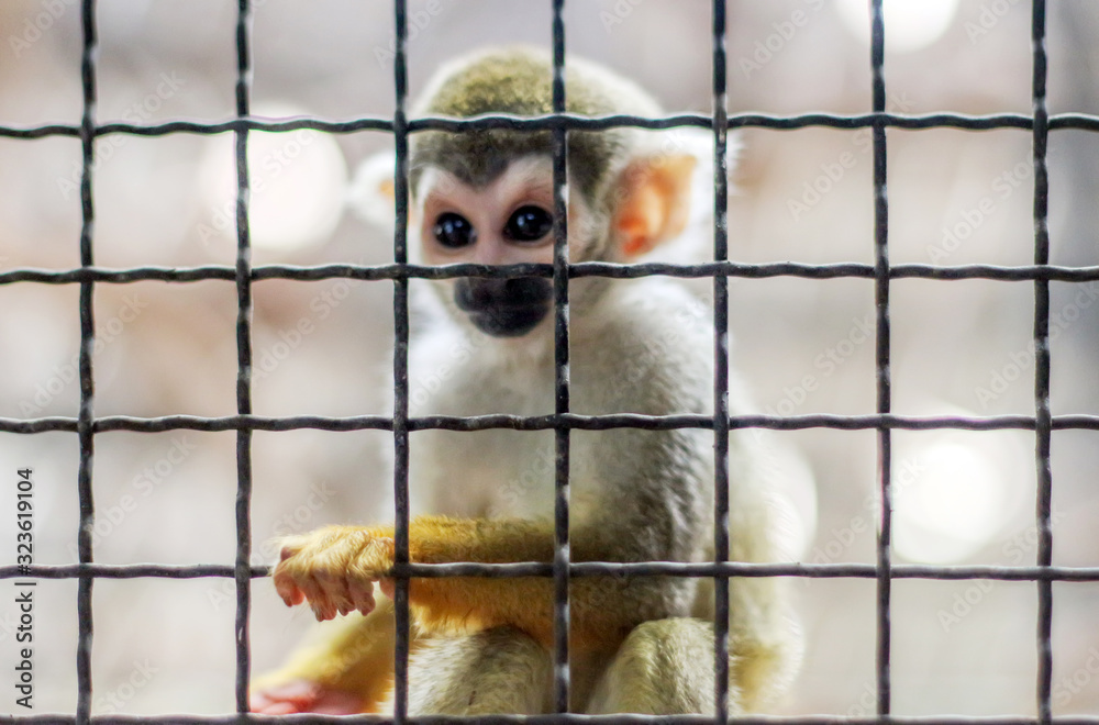 Fototapeta premium small yellow leg monkey on tree in zoo cage