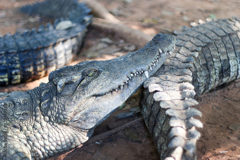 Fototapeta premium crocodile waking with family in zoo