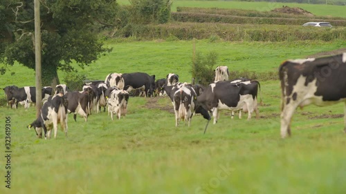 Wide low angle shot of a herd of cows in a field near a dirt path photo