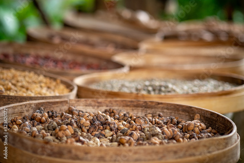 Various varieties of Luwak coffee beans on a production plantation  Bali  Indonesia