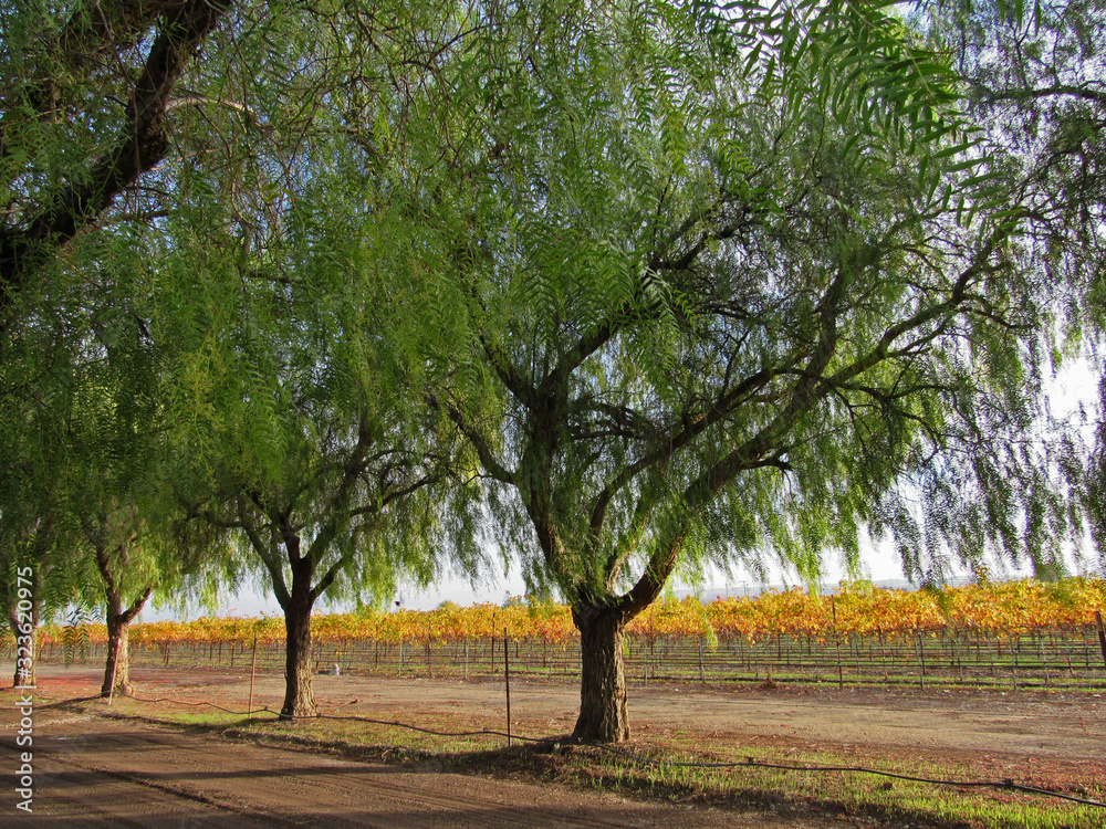 Peaceful stroll by a vineyard. Peaceful stroll by a vineyard.