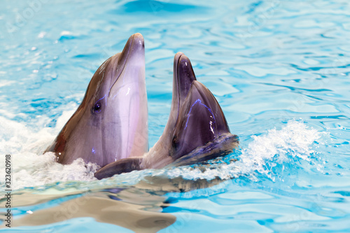 Canvas Print Two cheerful friends dolphins swims together in blue water in the sea or in the pool