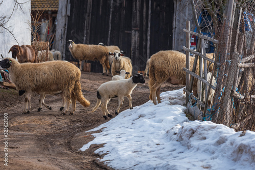 Closeup of merino sheep in high mountain farm at Krastava village, Rhodopes mountain, Bilgaria at winter. photo