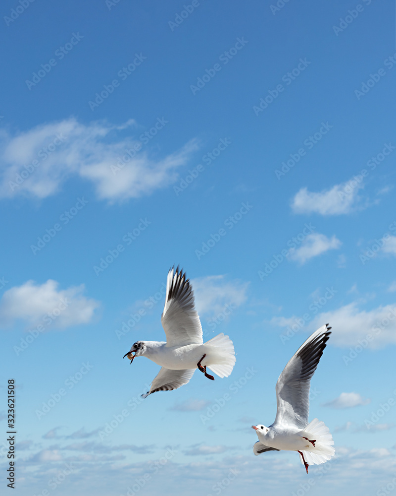 Fototapeta premium Beautiful sea gulls on a background of blue sky.