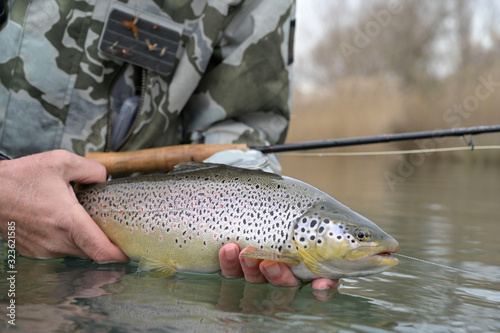 Fototapeta Naklejka Na Ścianę i Meble -  catch of a beautiful brown trout with fly