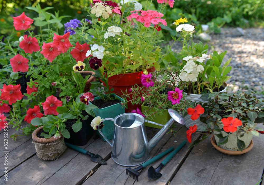 Retro watering can with garden tools and blooming flowers on wooden patio.