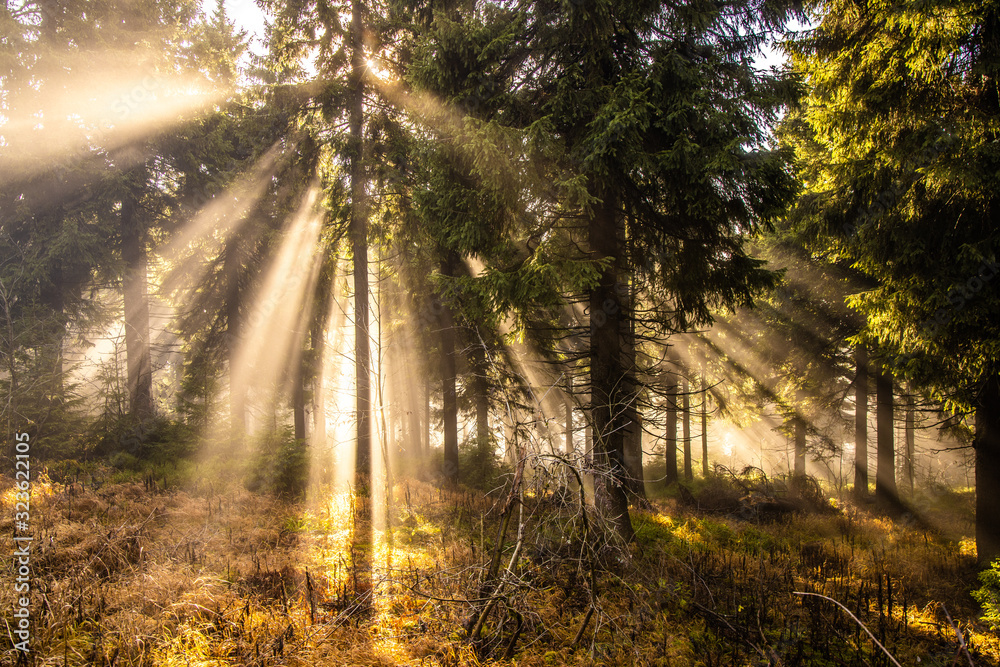 Naklejka premium Sonnenstrahlen Nebel Wald Morgennebel