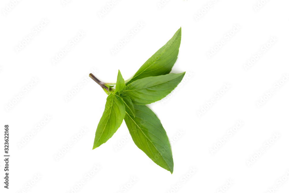 Ocimum basilicum isolated on a white background. Ocimum basilicum isolated on a white background.