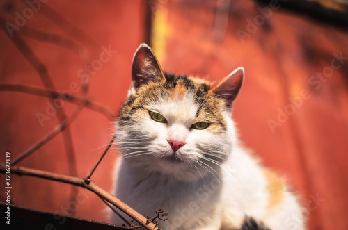 Mom cat hiding on the roof on a sunny day on a red background, portrait of a lonely homeless animal