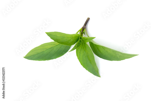 Ocimum basilicum isolated on a white background.