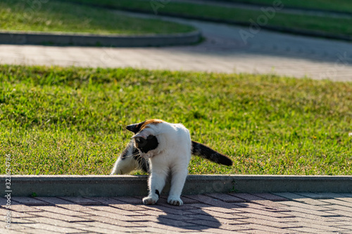 Tricolor young cat on a green grassy lawn of the lawn, resting and playing with a fish, jumping and frolicing in the sun photo