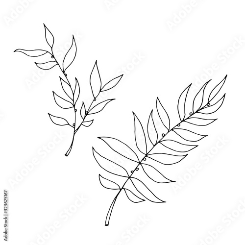 Set of drawn outline leaf isolated on a white background.
