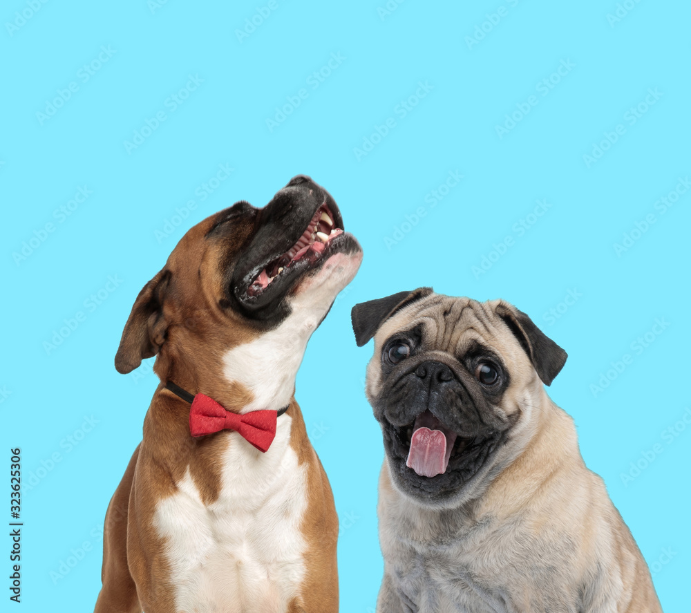 Excited Pug panting and happy Boxer wearing bowtie