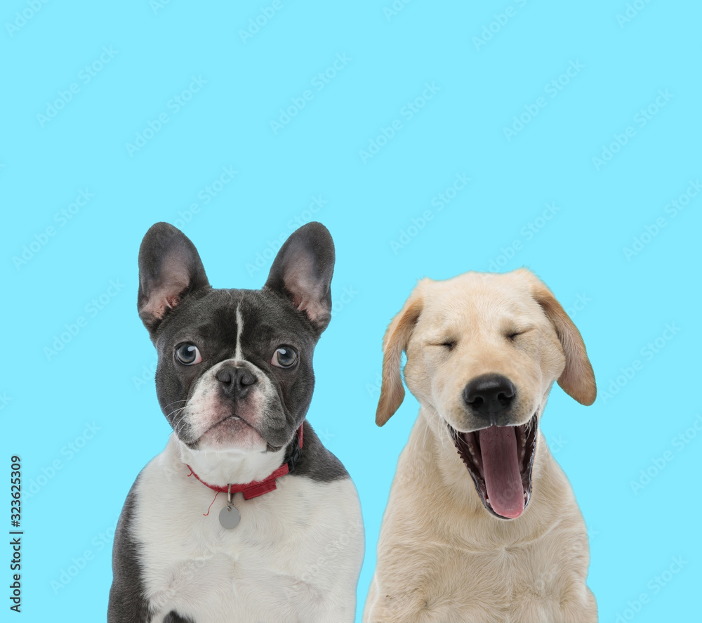 Dutiful French Bulldog wearing collar and Labrador Retriever yelling Dutiful French Bulldog wearing collar and Labrador Retriever yelling
