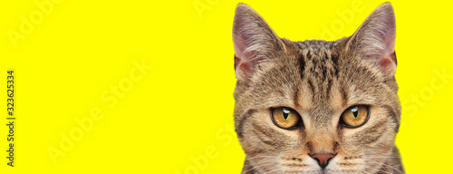 cool beautiful cat on yellow background