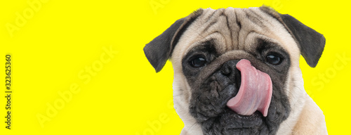 hungry little pug licking its nose as it waits to eat a snack