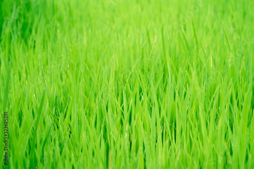 Perfect green fresh grass rice texture, selective focus