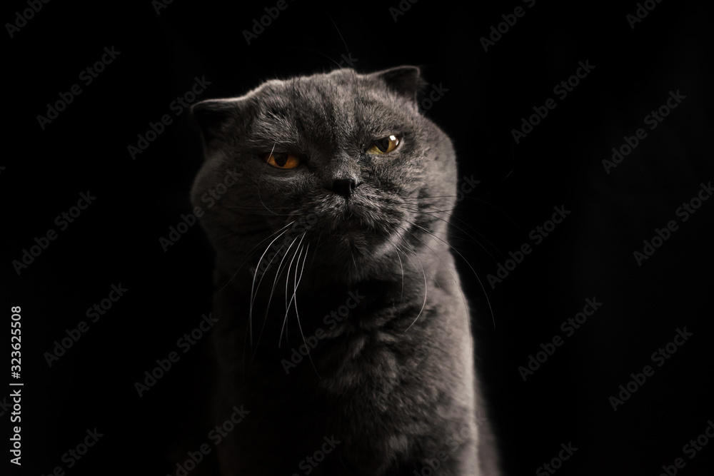 Proud scottish fold cat on black isolated background, silhouette