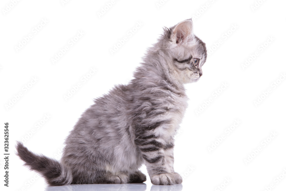 Fototapeta premium Side view of a curious British Shorthair cub
