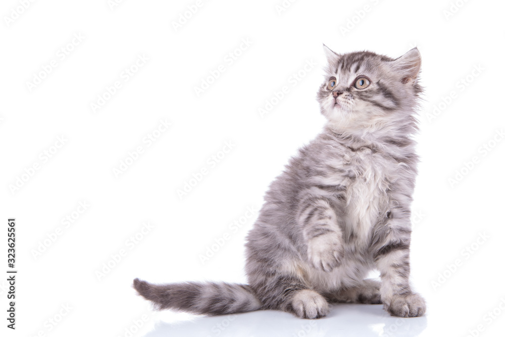 Obraz premium Chętny brytyjski krótkowłosy jest figlarny