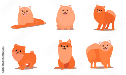 Friendly brown fluffy spitz dogs in different poses vector illustration
