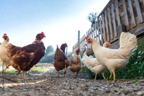 Valokuva Hens raised in freedom and fed with organic food