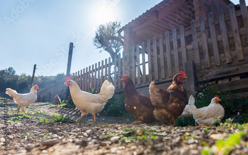 Fototapet Hens raised in freedom and fed with organic food