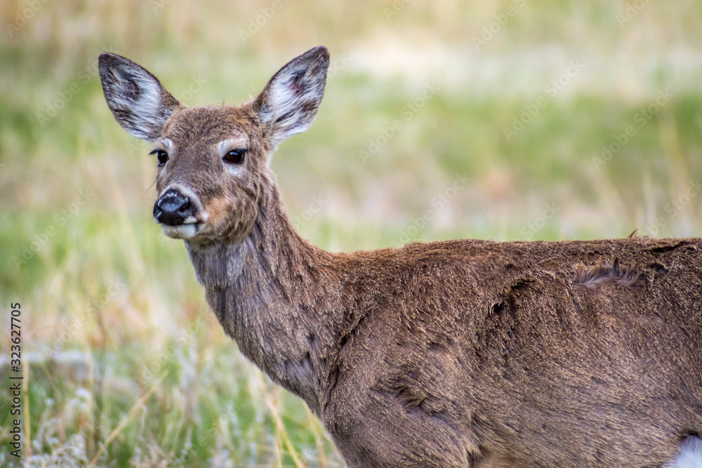 White-Tailed Deer in the field of Custer State Park, South Dakota