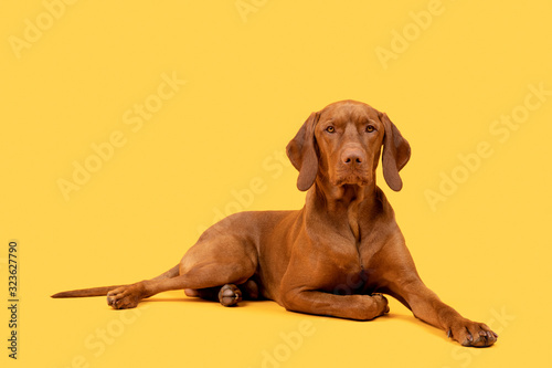 Fotografi Beautiful hungarian vizsla dog full body studio portrait
