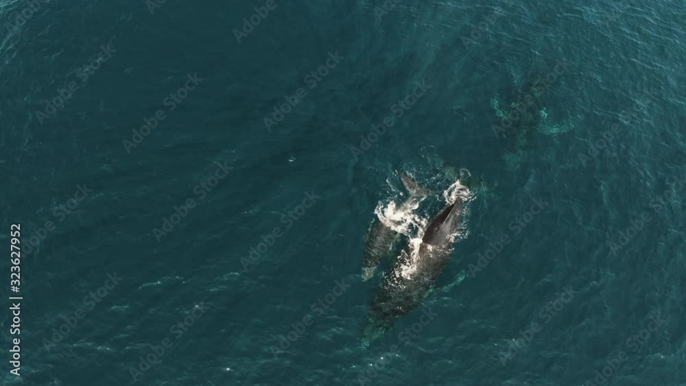 Aerial shot of swimming female and young bucket whale from above Aerial shot of swimming female and young bucket whale from above