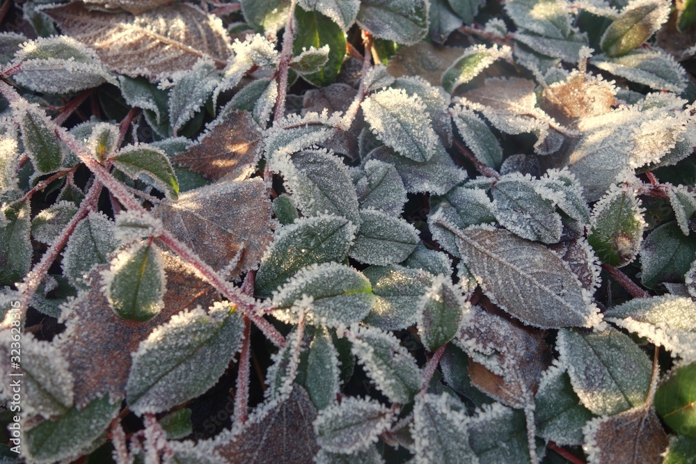 Closeup of the forest ground covered with frozen leafs touched by sparkling spots of sunbeam in a winter scenery Closeup of the forest ground covered with frozen leafs touched by sparkling spots of sunbeam in a winter scenery